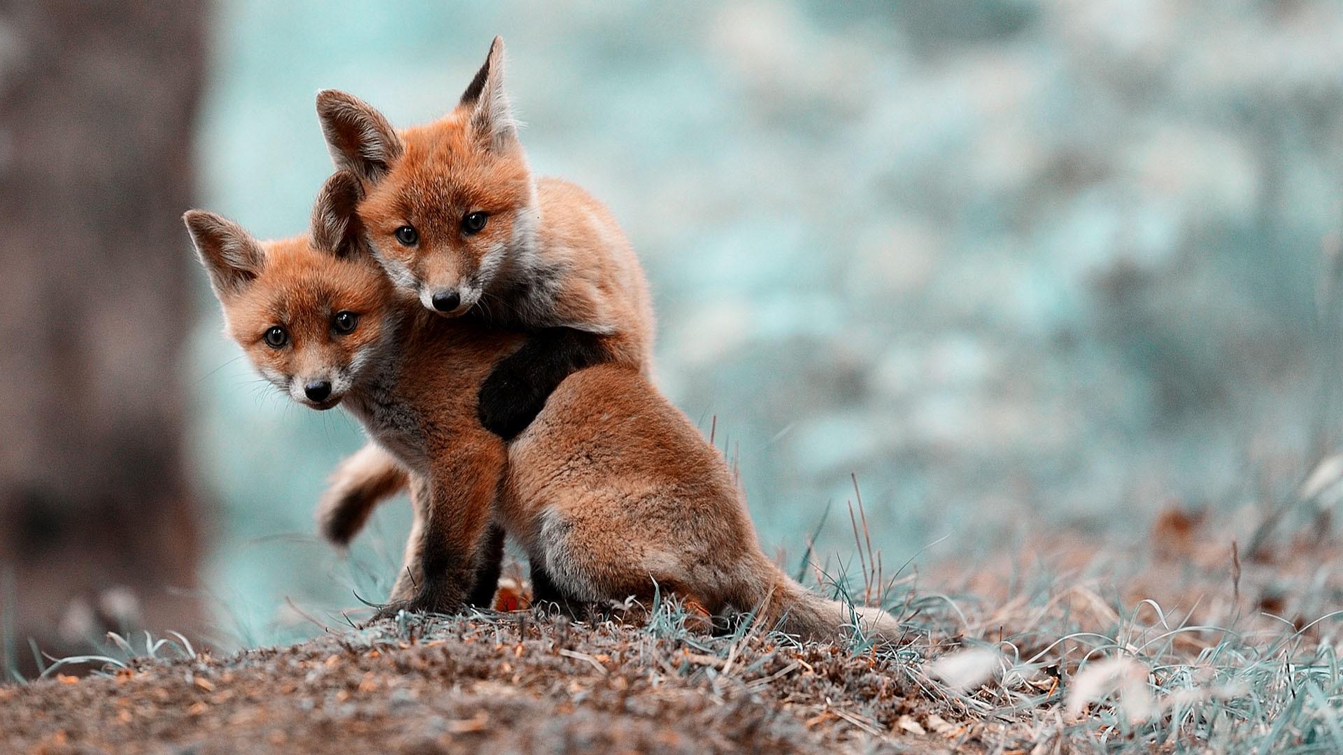 baby foxes playing