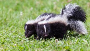 Two young skunks