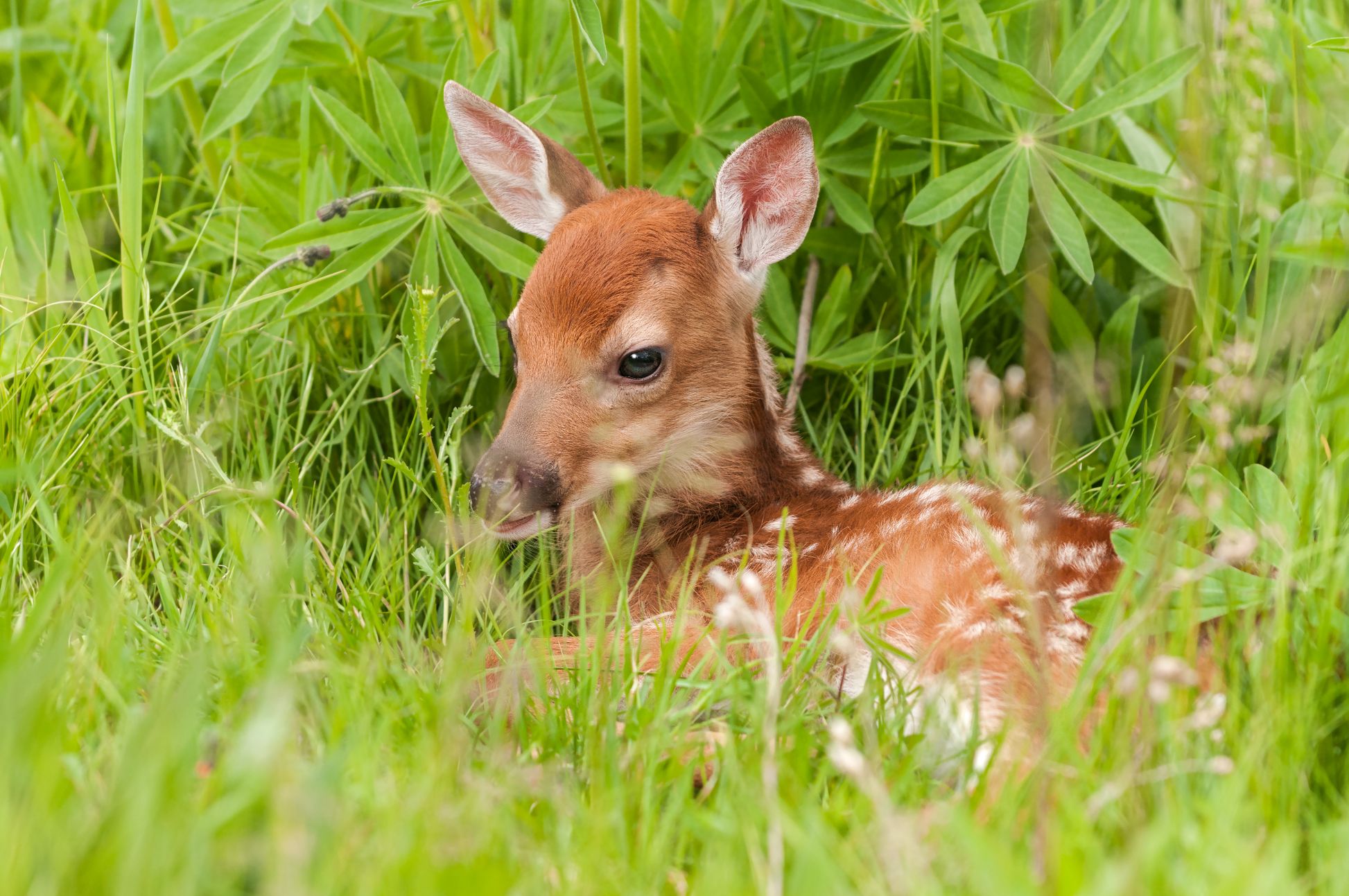 baby deer in the grass