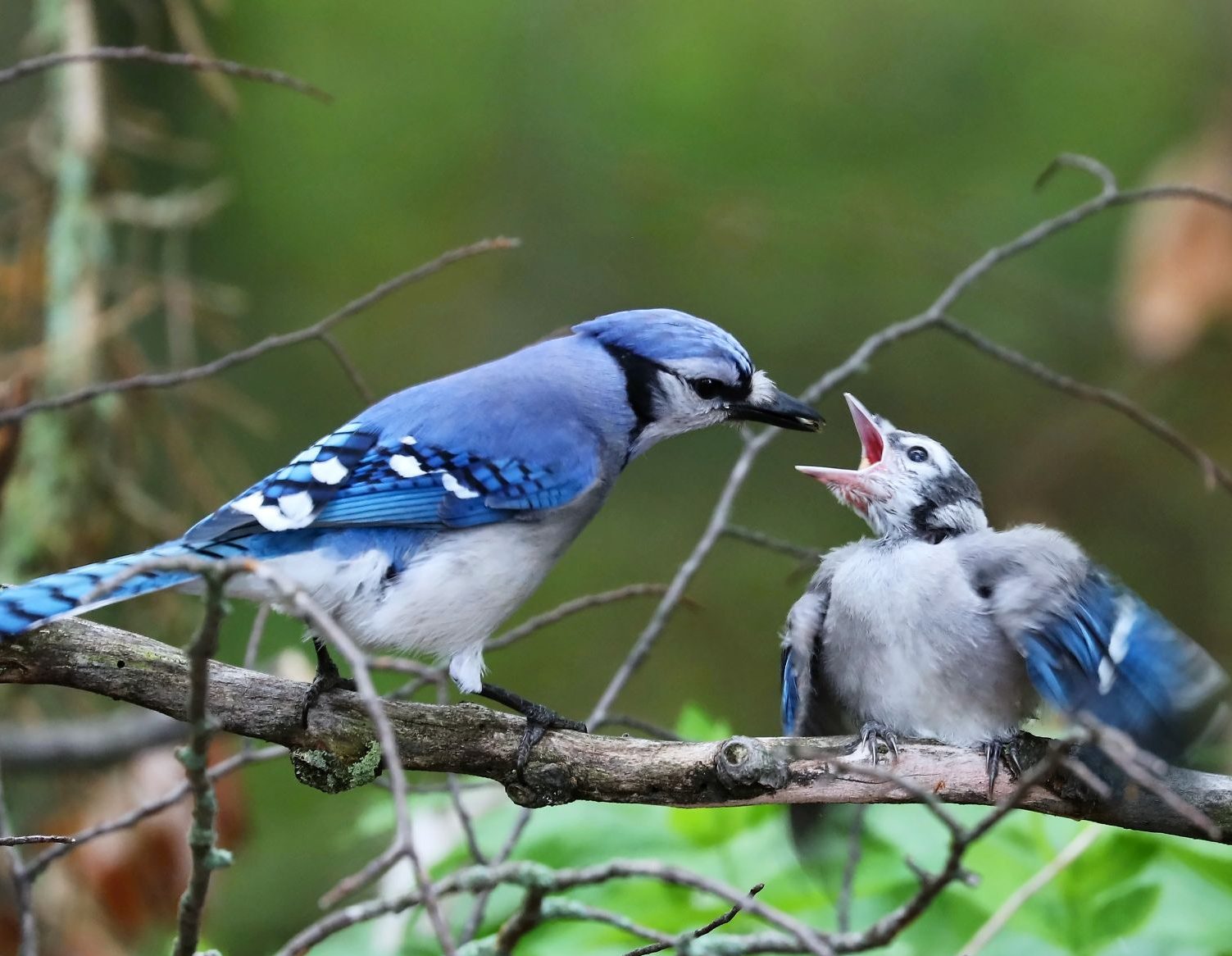mother and baby blue jay