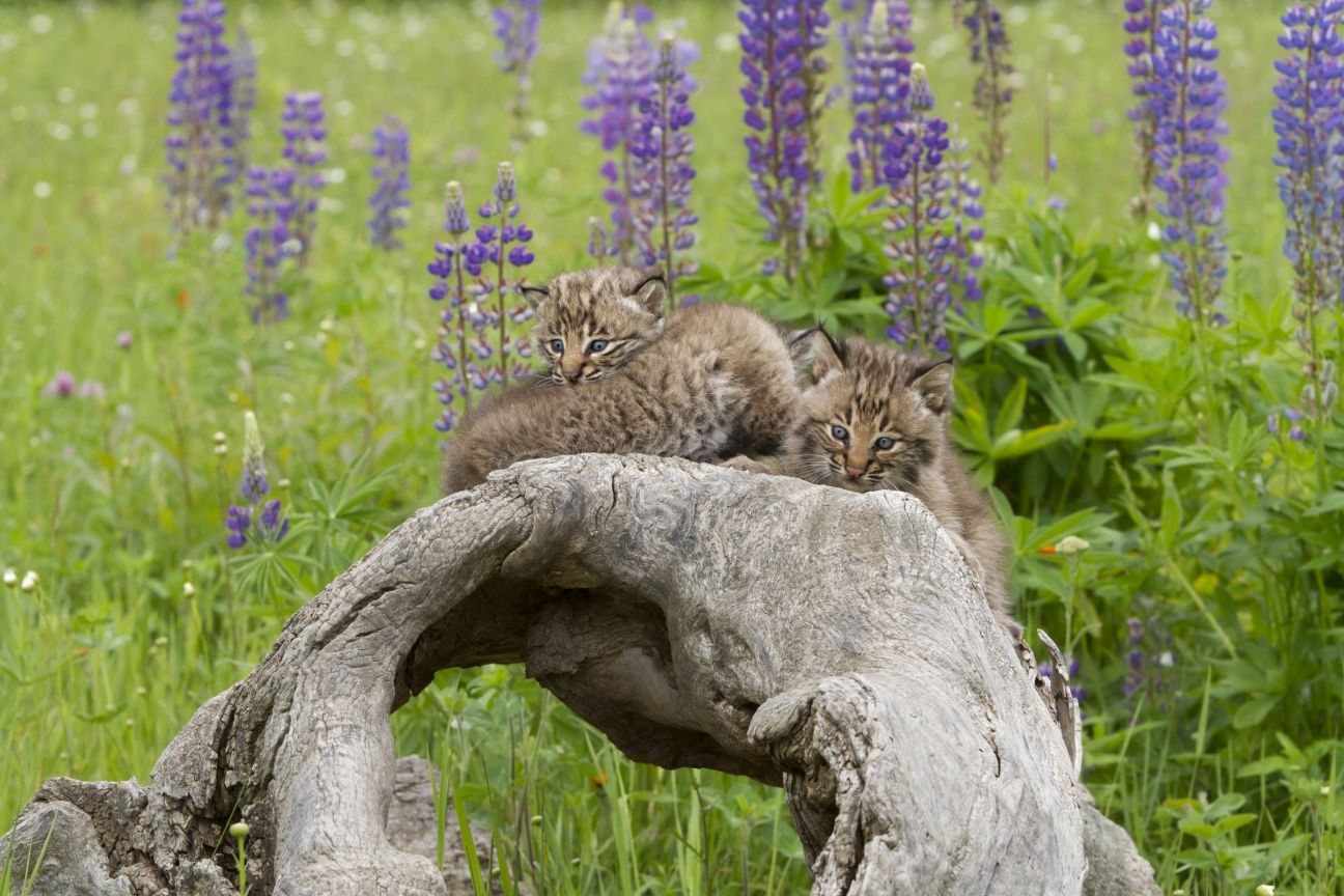 image of bobcats on log