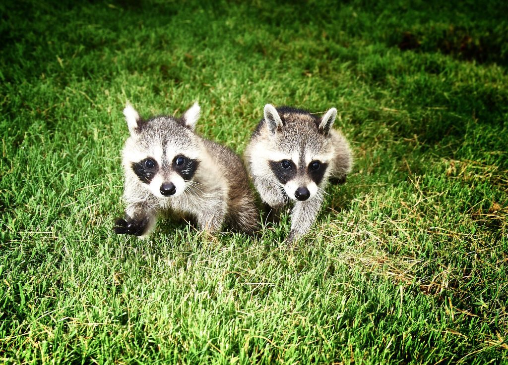 Two raccoons walking