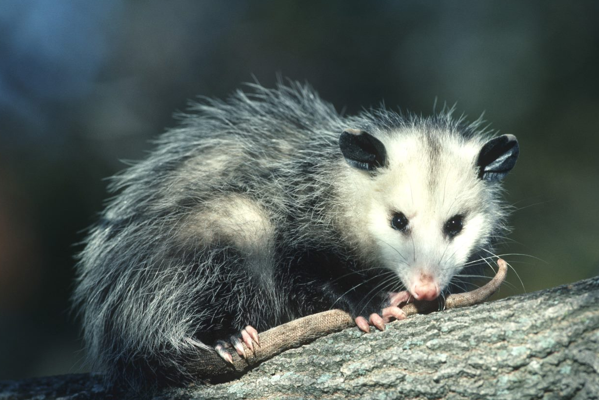 opossum on a log