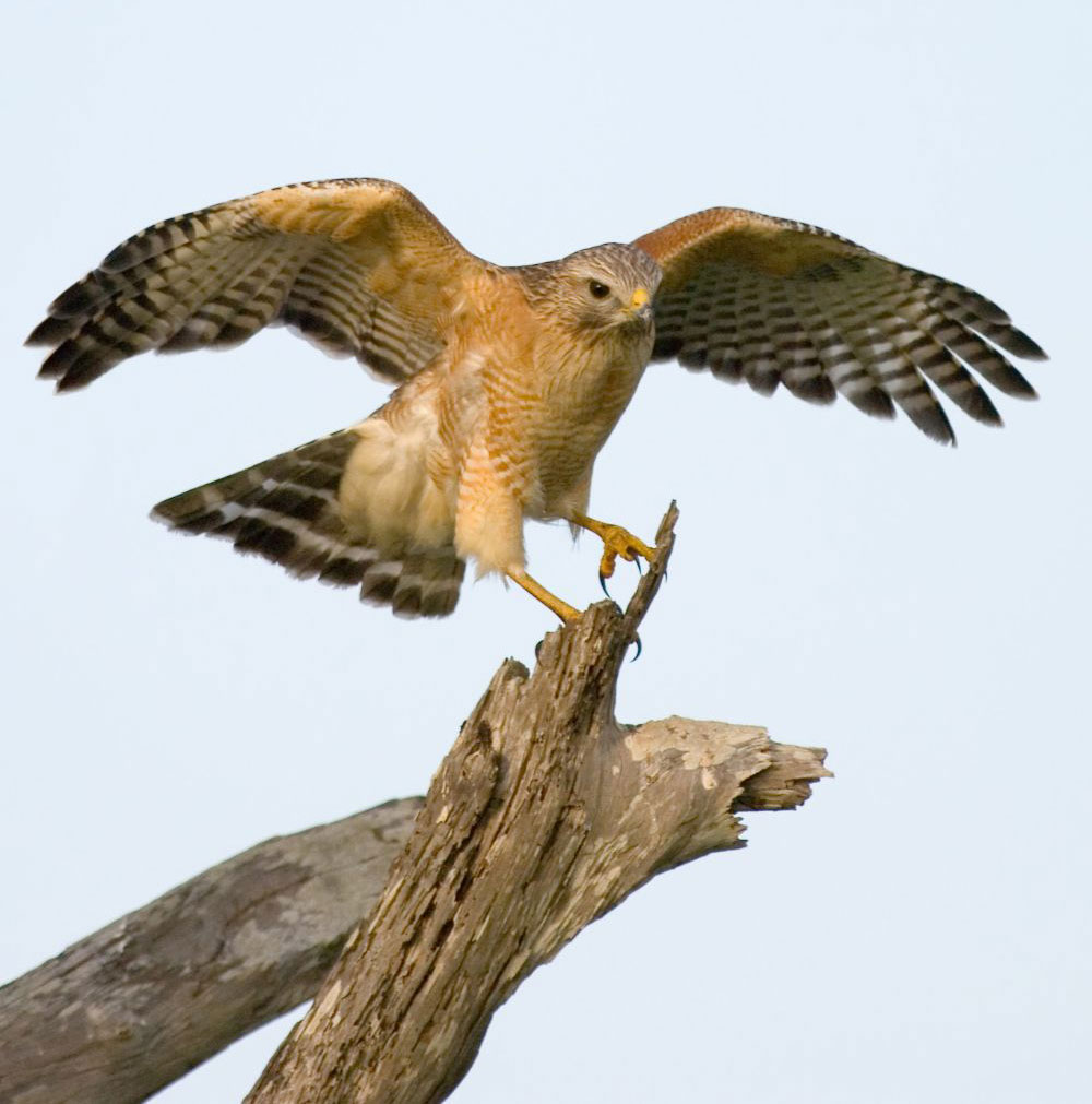 Red shoulder hawk landing