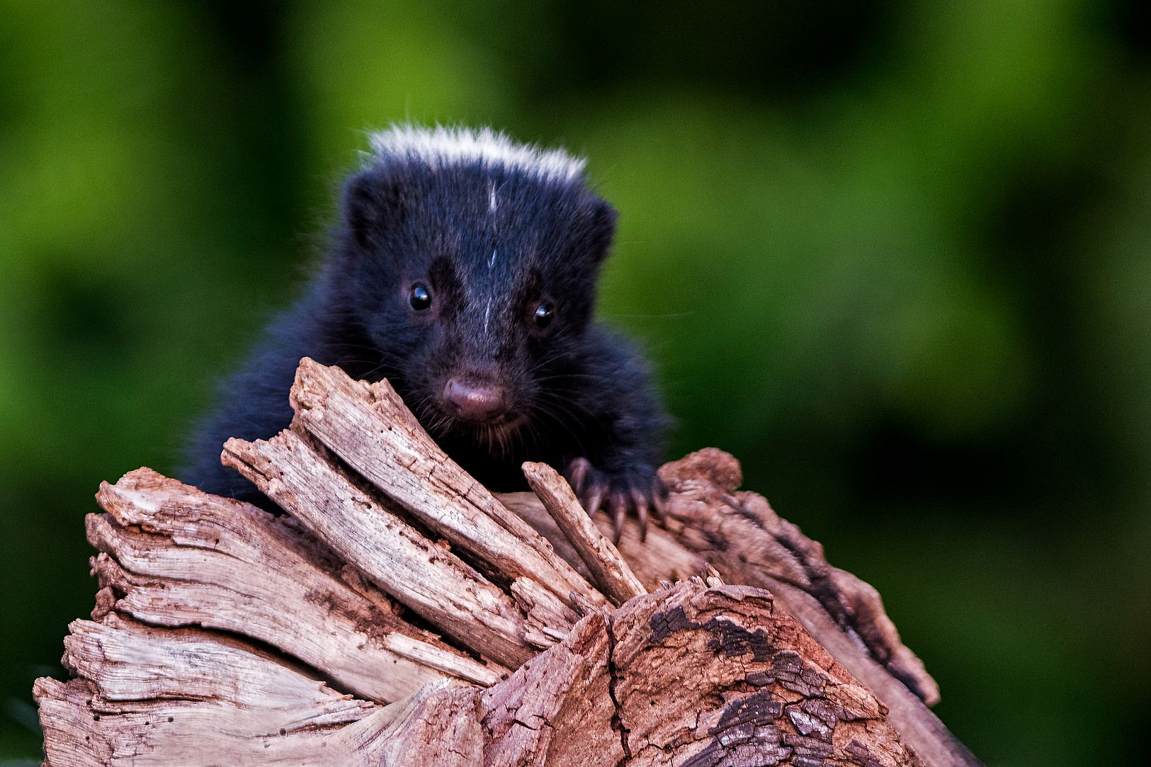 skunk peeking over a log