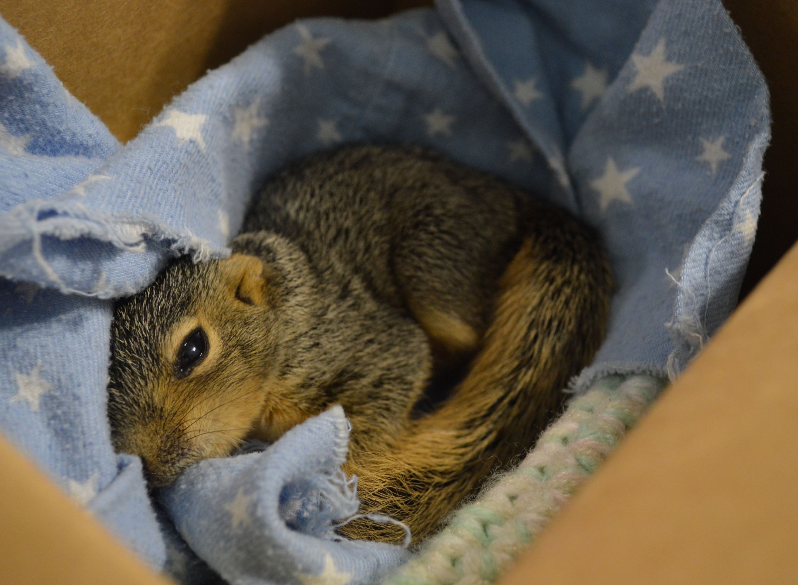 squirrel in blanket
