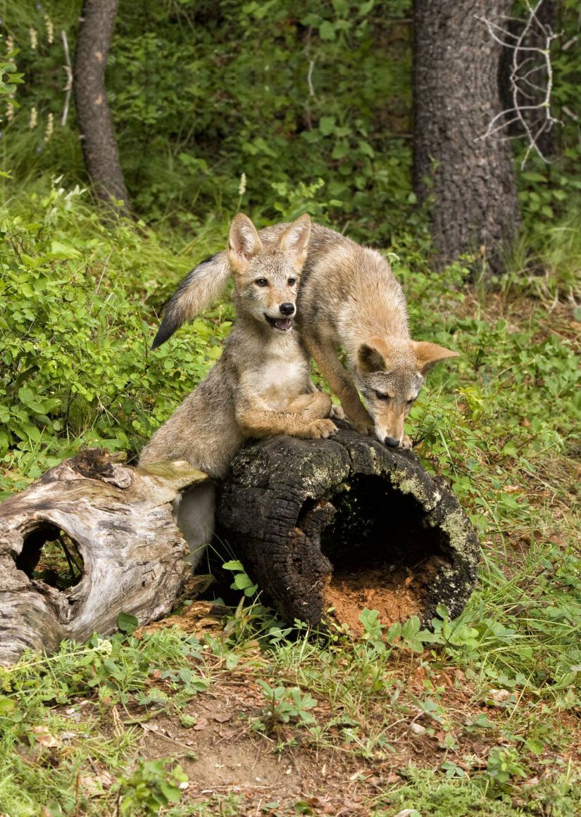 coyote pups on a log