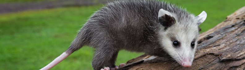 One opossum on a log