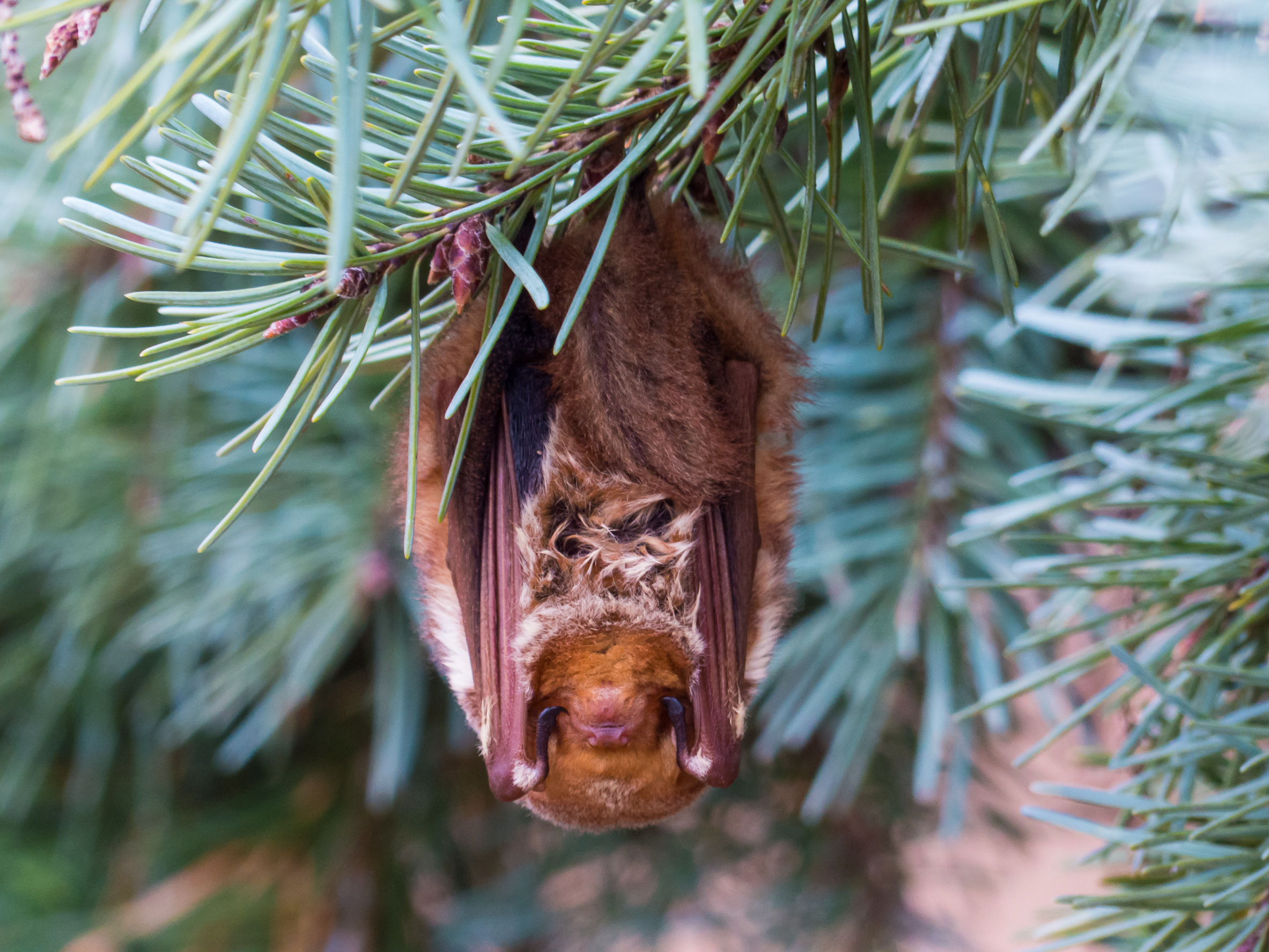 Eastern Red Bat